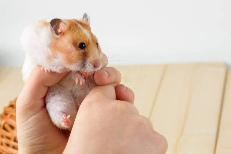 Hamster aufgeblähter Bauch Titelbild