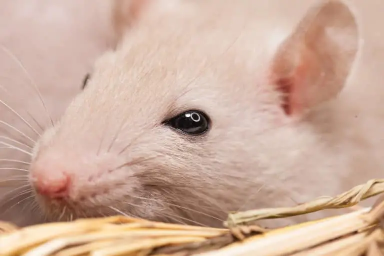 Hamster Auge quillt heraus - Titelbild