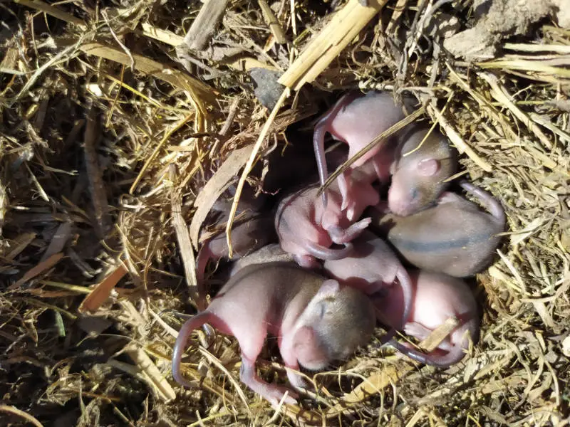Warum fressen Hamster ihre Babys - Titelbild