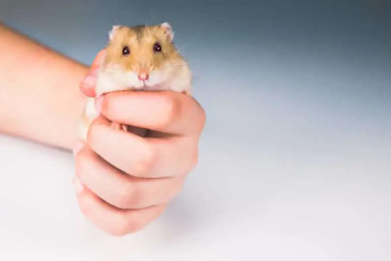 Hamster Nasenbluten - Warum blutet mein Hamster aus der Nase - Titelbild