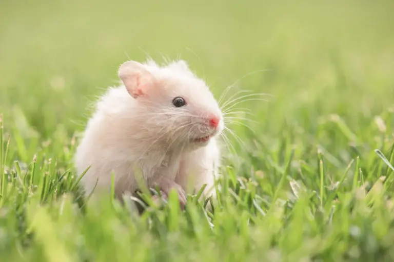 Können Hamster erbrechen - Titelbild