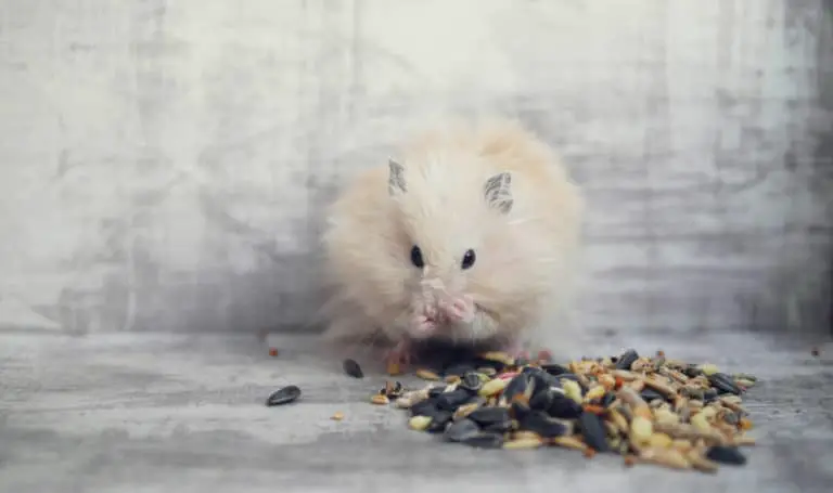 Hamster-Futter selber machen - Titelbild