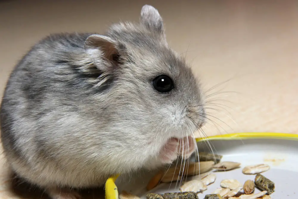 Hamster mit grauem Fell. Titelbild: Haarausfall und kahle Stellen bei Hamstern