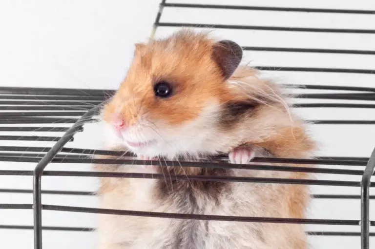 Hamster nagt am Gitter - Titelbild