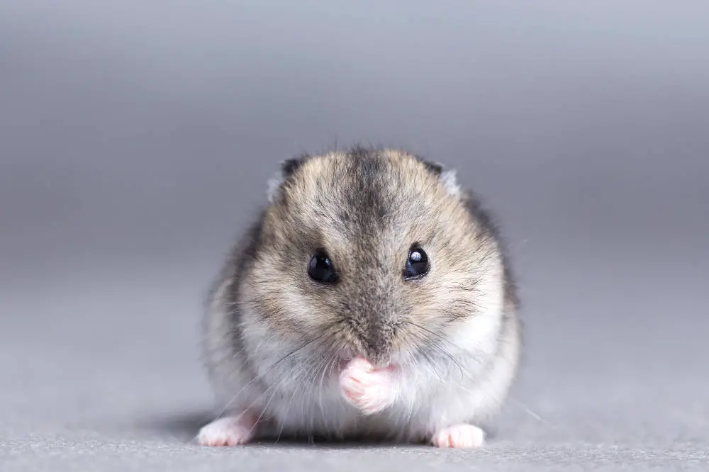 Hamster Kralle