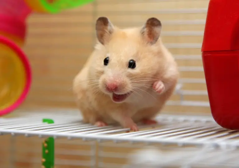 Hamster Mundgeruch - Titelbild