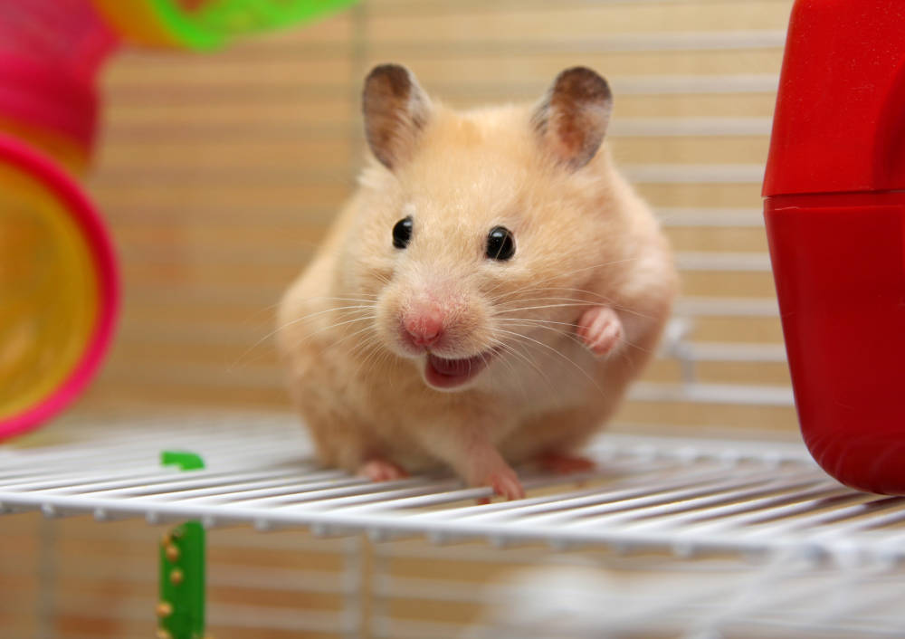 Hamster Mundgeruch - Titelbild