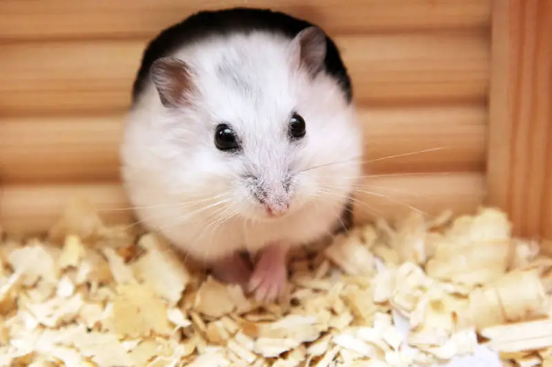 Chinesischer Streifenhamster