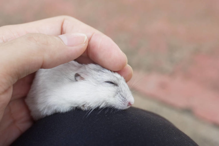 Gründe für einen plötzlichen Hamstertot - Titelbild