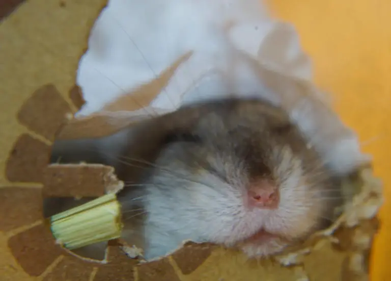 Können Hamster träumen - Titelbild