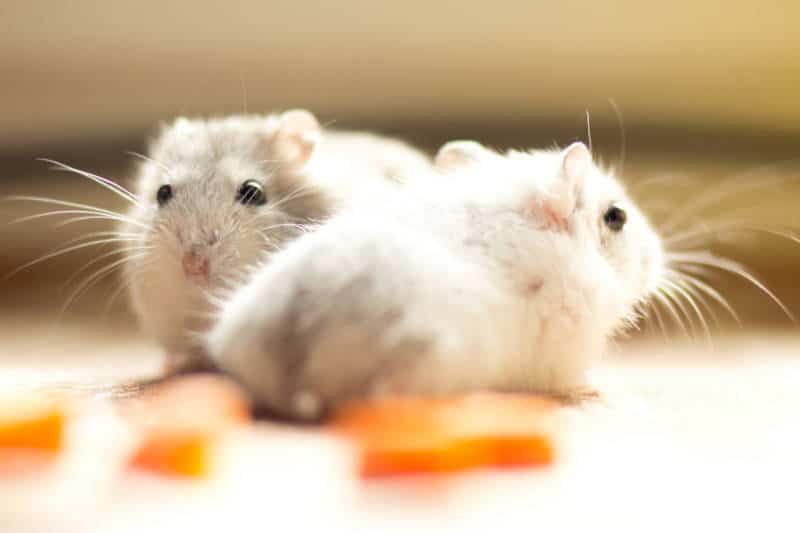 Hamster hat schwarze Flecken auf dem Rücken - Titelbild