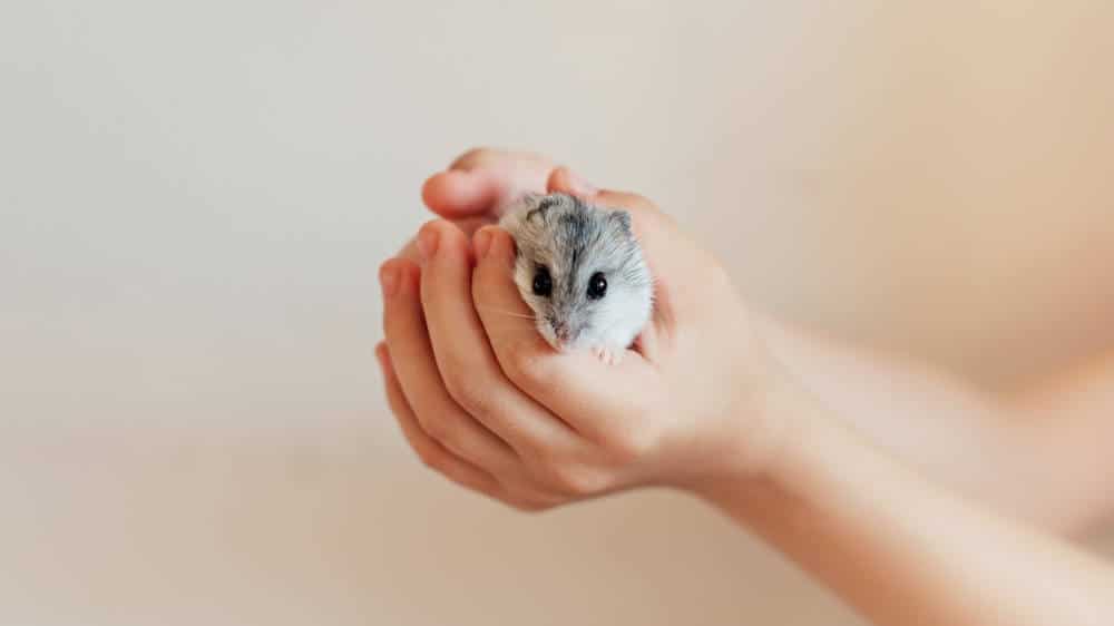 Können Hamster springen - Titelbild