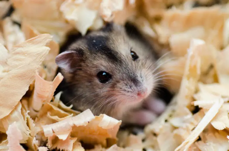 Wie zeigen Hamster, dass sie traurig und unglücklich sind - Titelbild