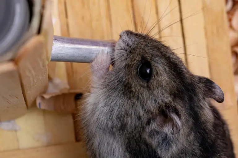 Hamster trinkt nicht - Titelbild