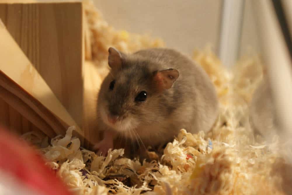 Können Hamster vereinsamen - Titelbild