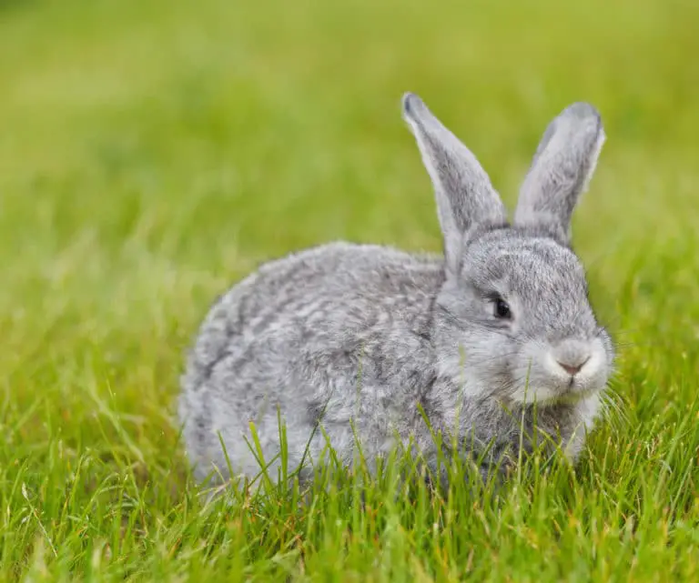 Altersschwäche bei Kaninchen - Anzeichen - Titelbild
