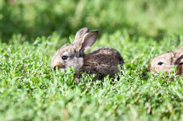 Kaninchen Gartenhaltung Titelbild