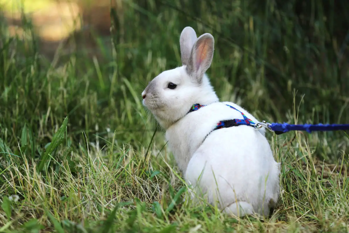 Kaninchen spazieren gehen - Titelbild