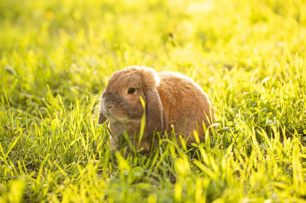 Können Kaninchen trauern - Titelbild