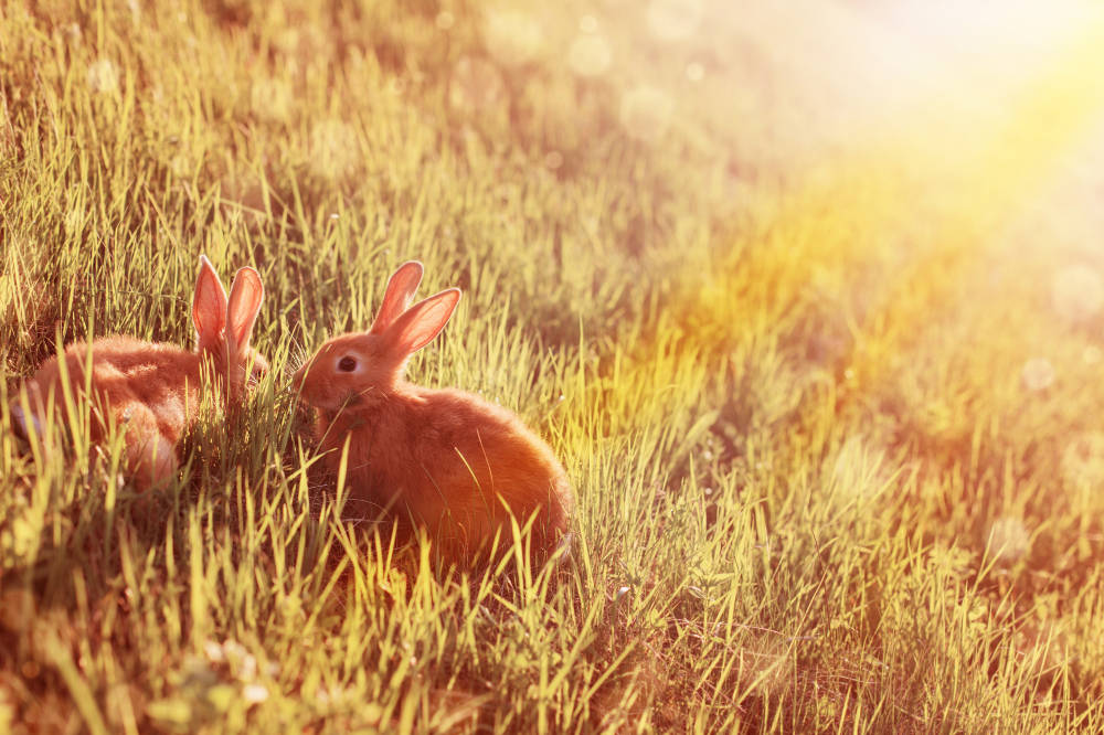 Sind Kaninchen wetterfühlig - Titelbild