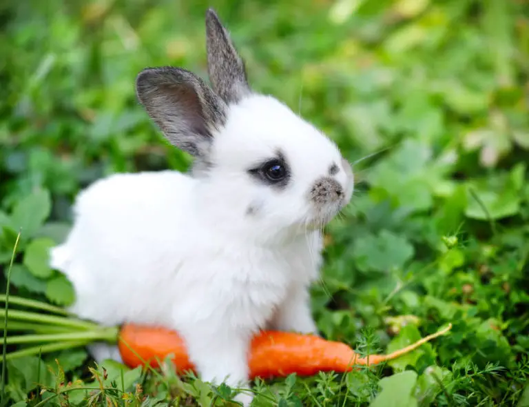 Ab wann dürfen Baby Kaninchen nach draußen - Titelbild