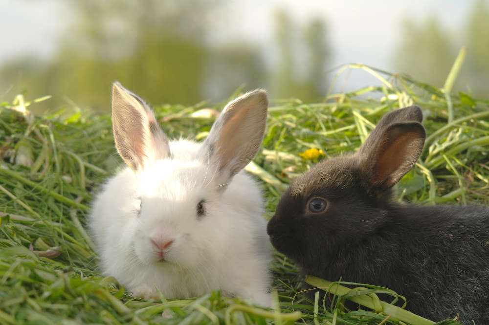Dürfen Baby-Kaninchen Gras fressen - Titelbild
