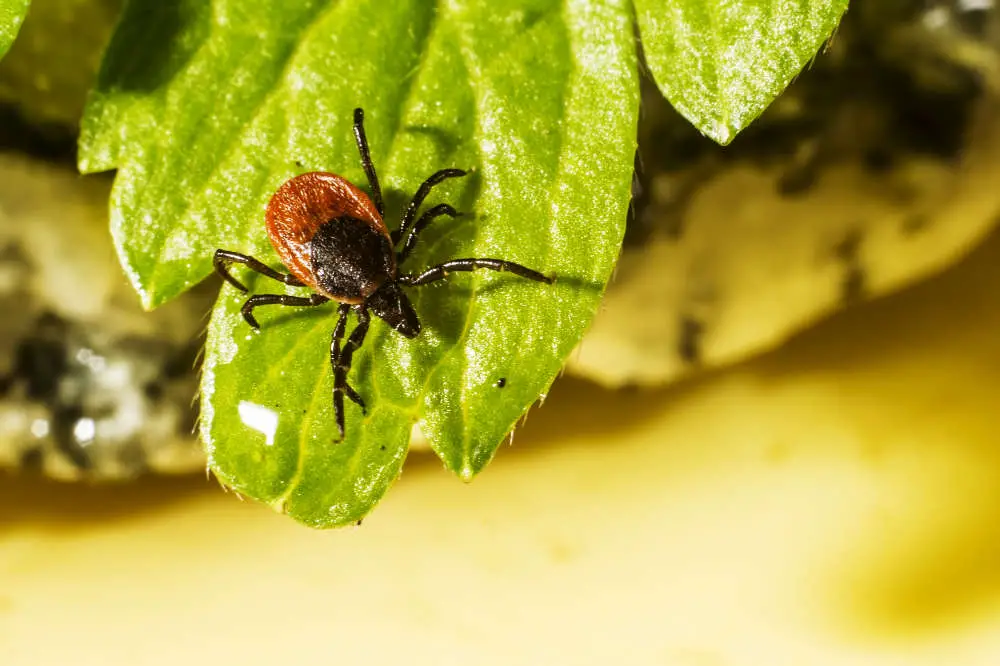 Welche Insekten sind gefährlich für Kaninchen - dazu gehören unter anderem Zecken, Milben, Mücken, aber auch Wespen und Bienen