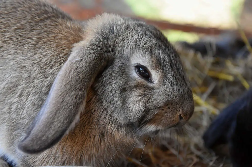 Kaninchen bauch gluckert und grummelt - Titelbild