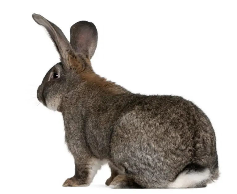 Kaninchen-Blume verletzt / Verletzung am Schwanz des Kaninchens - Titelbild