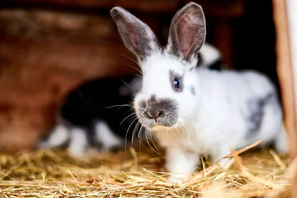 Blutige Nase bei Kaninchen - Titelbild