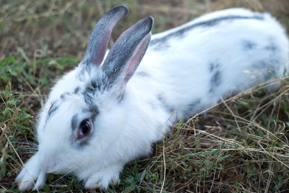 Kaninchen hat verklebtes Fell am Rücken - Titelbild
