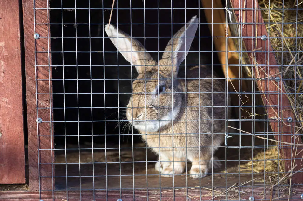 Kaninchen knabbert an den Gitterstäben und am Käfig - Titelbild