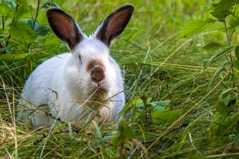 Kaninchen hat eine feuchte Nase / Nasenfluss - Titelbild