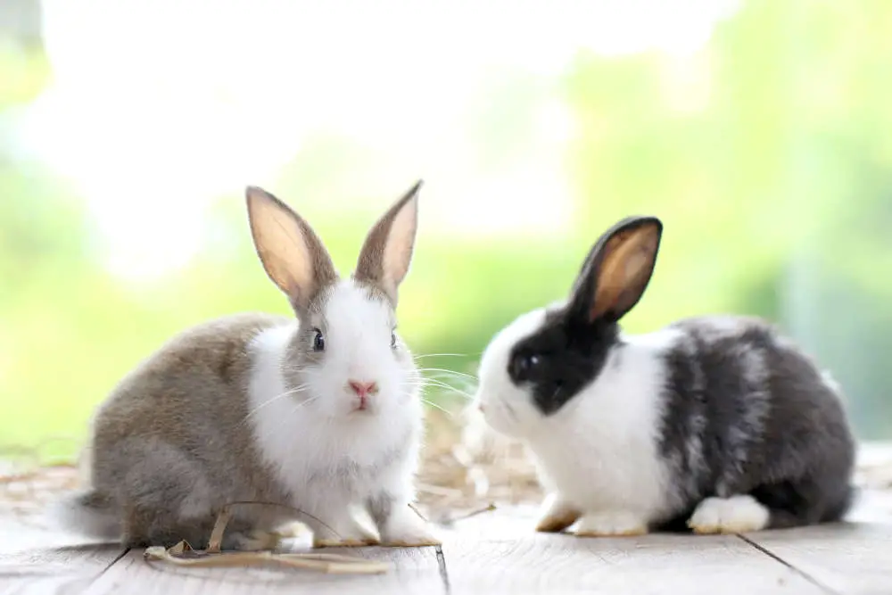 Kaninchen-Pfoten waschen und reinigen - Titelbild