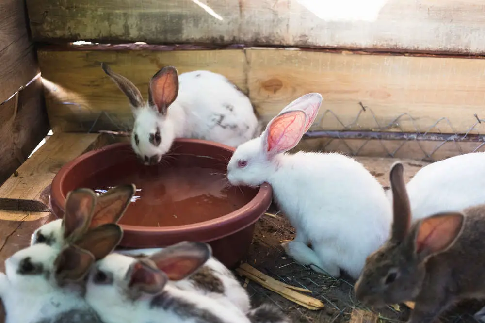 Kaninchen trinkt nicht - Titelbild