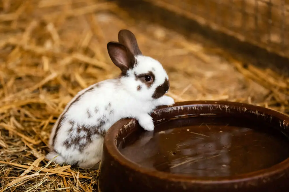 Kaninchen sauber machen und waschen - Titelbild