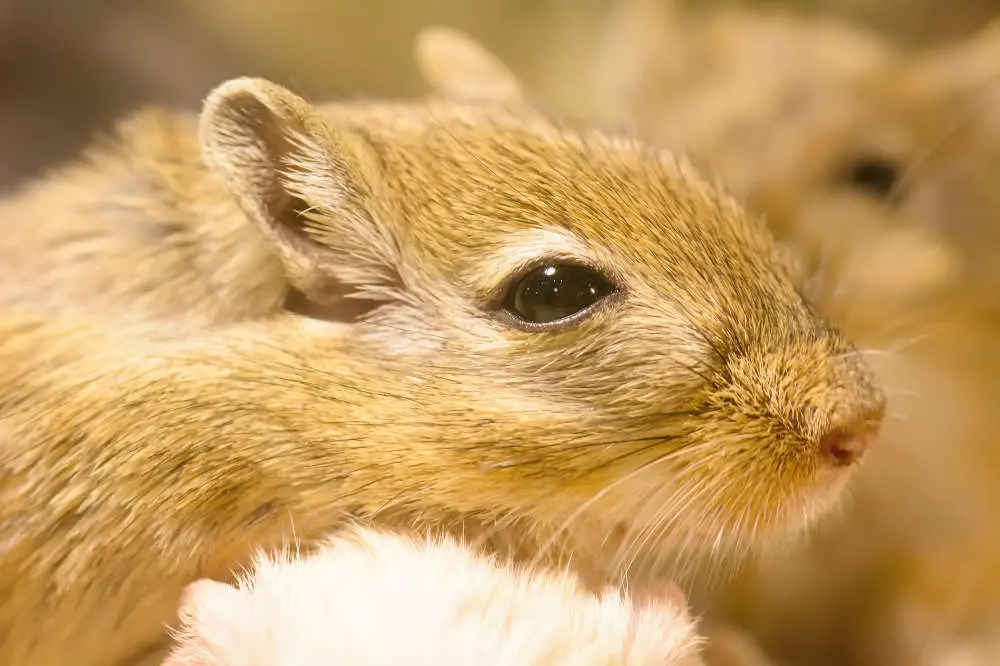 Sollte man eine Rennmaus alleine oder mit anderen Tieren zusammenhalten? Hier erfährst du alles über das Sozialverhalten der Tiere