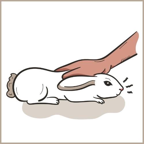 Auch Kaninchen können brummen und schnurren, beinahe wie eine Katze