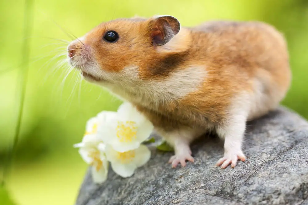 Goldhamster