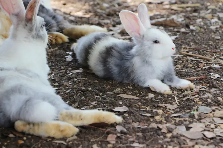 Kaninchen bewegt sich kaum - Titelbild