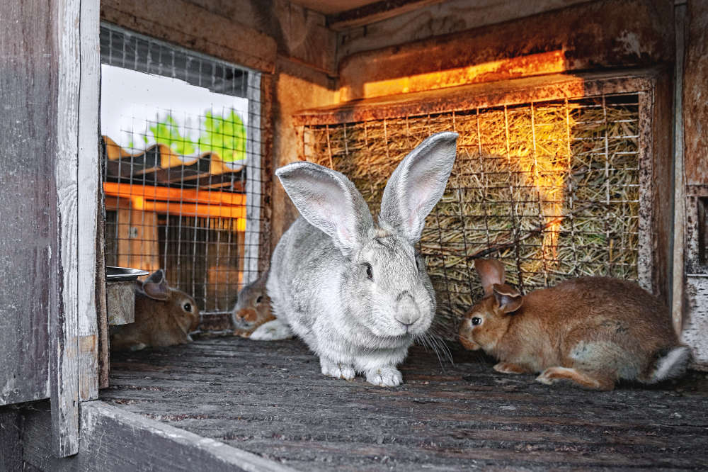 Kaninchen im Stall mit Durchfall