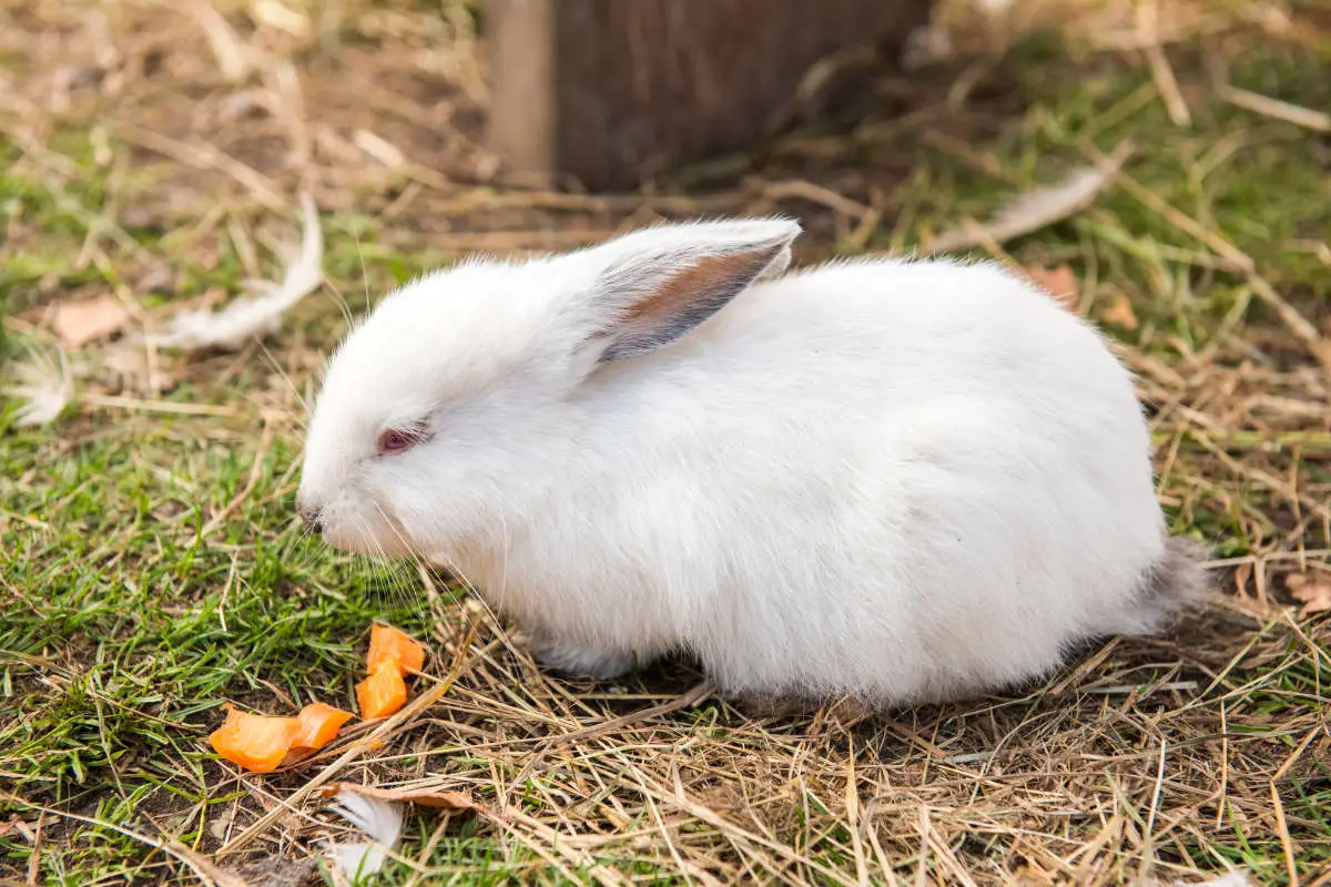 Kaninchen frisst nicht - Titelbild