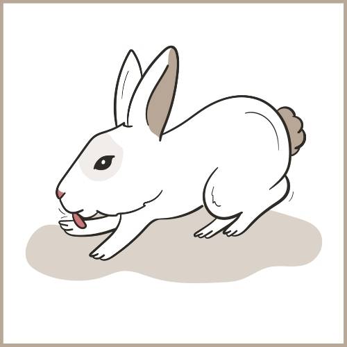 Was bedeutet es, wenn ein Kaninchen sich leckt: In der Regel dient das der Körperpflege.