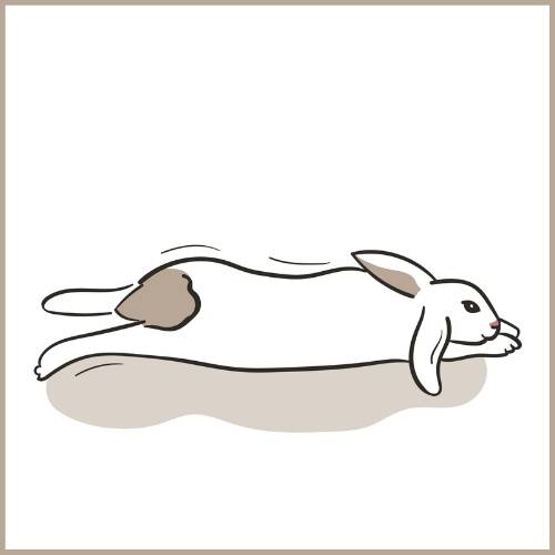 Was bedeutet es, wenn Kaninchen sich auf die Seite legen? In der Regel ist das ein Ausdruck für vollkommene Entspannung