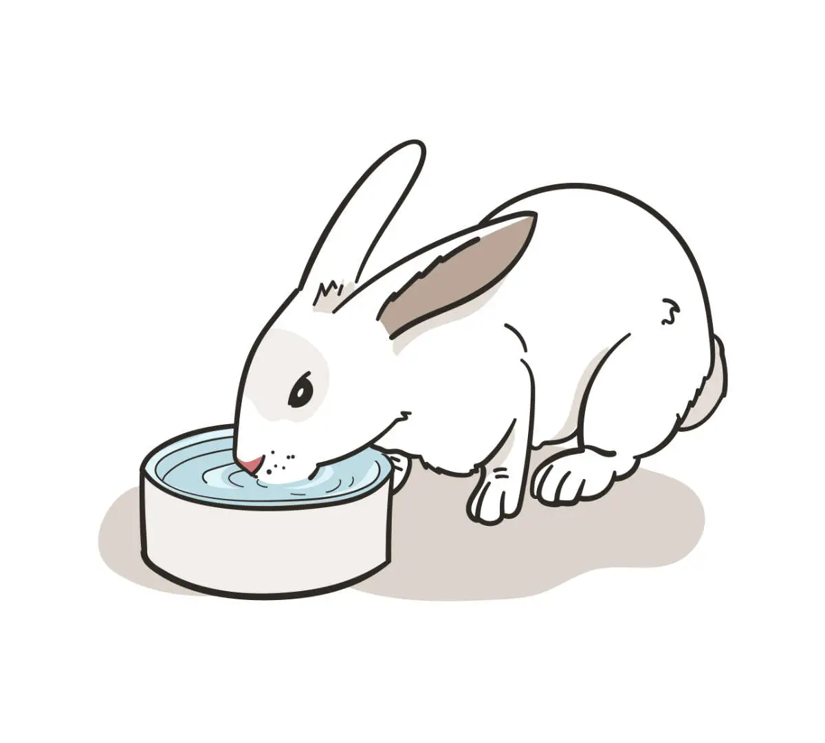 Ein Anzeichen, dass dein Kaninchen bald stirbt, kann eine extrem erhöhte Flüssigkeitsaufnahme sein