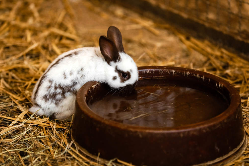 Kaninchen trinkt viel - Titelbild