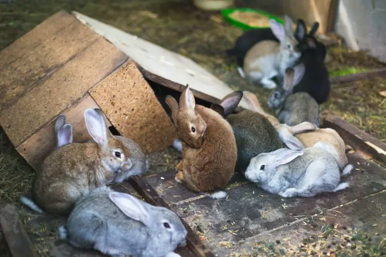 Mehrere Kaninchenrassen in einem Stall