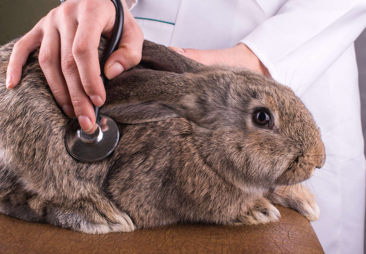 Kaninchenschnupfen: Behandlung durch den Tierarzt