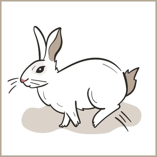 Wenn Kaninchen mit den Hinterbeinen klopfen, dann wollen sie andere Tiere warnen