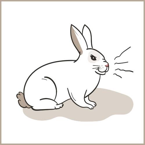 Wenn Kaninchen knurren und fauchen kann das auf Aggressivität hindeuten